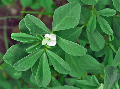 Fenugreek Facts, Health Benefits and Nutritional value