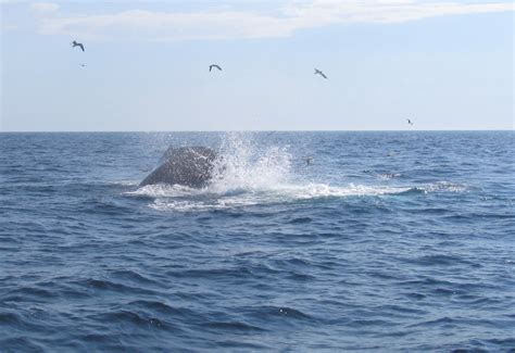 Whales Feeding - Perfect Catch