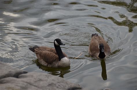 Central Park is home to beautiful wildlife