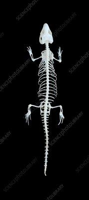 Lizard skeleton - Stock Image - C013/6848 - Science Photo Library