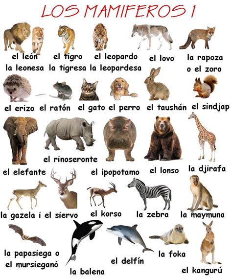 Nombres De Animales Mamiferos