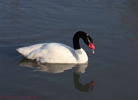 Black-necked Swan photo WP21723