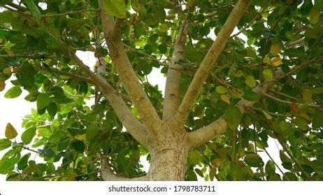 257 Bargad Tree Royalty-Free Images, Stock Photos & Pictures | Shutterstock