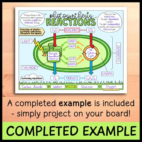 Photosynthesis Reactions Doodle Notes - Emmatheteachie