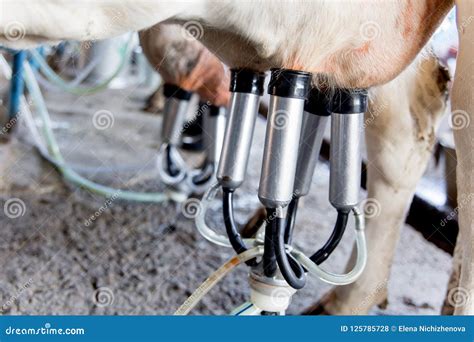 Cow Milking Facility and Mechanized Milking Equipment. Dairy Farm Stock Photo - Image of ...