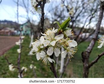 Dwarf Lunca Ilvei Village Romania Country Stock Photo 1455740318 ...