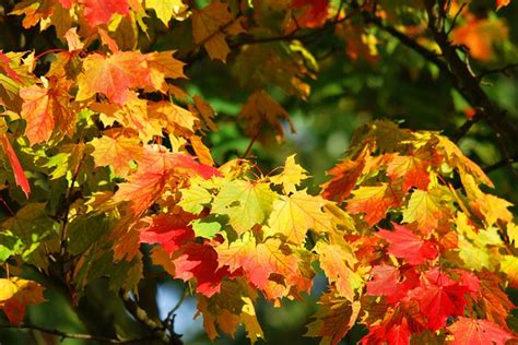 Autumn Tree Leaves · Free photo on Pixabay