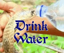 Drinking From Bottled Water Cratos GIF - Drinking From Bottled Water Cratos Drinking Water ...