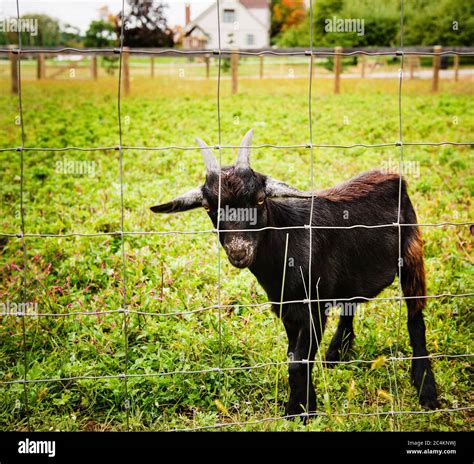 baby goat on the farm Stock Photo - Alamy