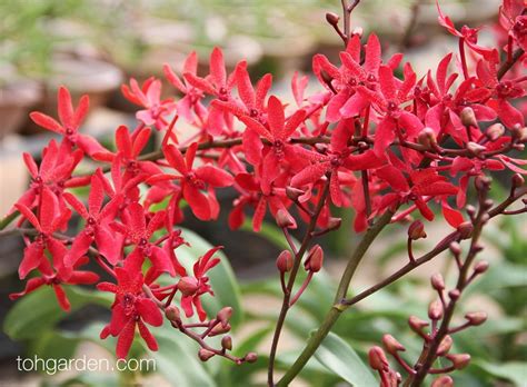 Spicy Red Hot Christmas Orchid Collection 2018 - Toh Garden: Singapore ...