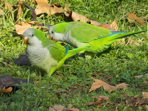 Pájaros de Madrid: Cotorra argentina