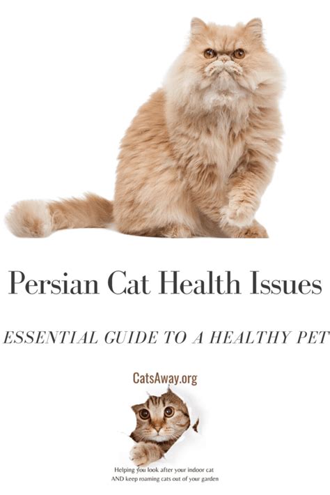 Persian Cat Health Issues: Essential Guide To a Healthy Pet