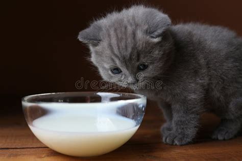 British Shorthair Kitten Drinking Milk From Bowl, Wooden Background Stock Image - Image of milk ...