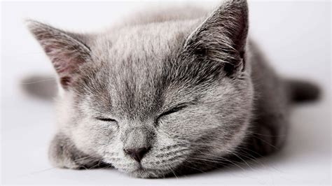 Sleeping Grey Kitten UHD 8K Wallpaper | Pixelz