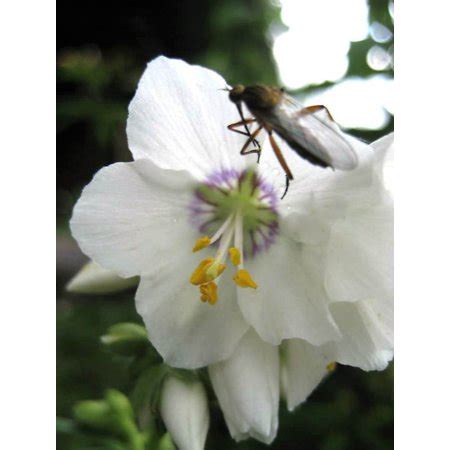 50 WHITE Polemonium Coeruleum JACOB'S LADDER Flower Seeds | Walmart Canada