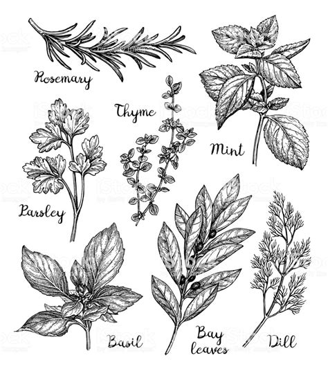 Herbs set. Ink sketch isolated on white background. Hand drawn vector ...