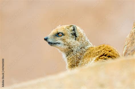 Yellow Mongoose Stock Photo | Adobe Stock