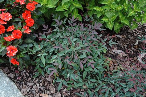 Flirt™ Nandina (Nandina domestica 'Murasaki') in Richmond Fairfax ...