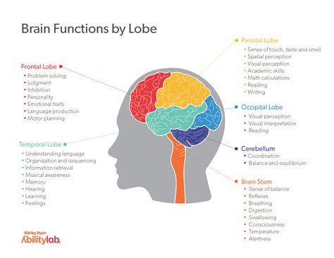 Understanding the Parts of the Brain