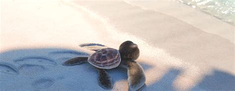 Image - Baby sea turtle2.gif | Moana Wikia | FANDOM powered by Wikia