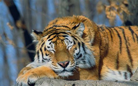 Siberian Tiger Wallpapers - Wallpaper Cave