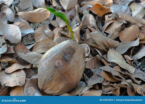 467 Baby Coconut Tree Photos - Free & Royalty-Free Stock Photos from Dreamstime