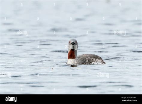 Red-throated Loon, Gavia stellata, adult in breeding plumage swimming ...