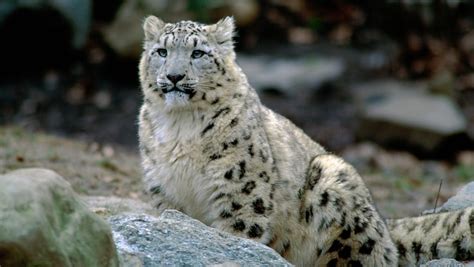 Three snow leopards at Nebraska zoo die from COVID-19 complications - Utica Phoenix