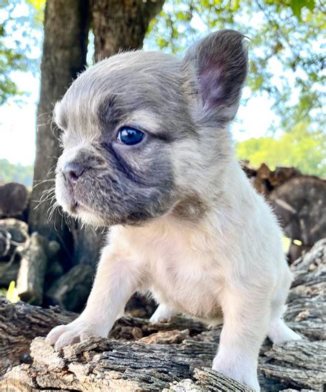 French Bulldog & Frenchton Breeders | Shiloh Hill Frenchies And Frenchtons