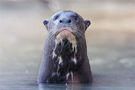 Introducing a New Giant River Otter to the Group – Philadelphia Zoo