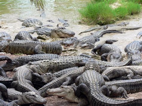 Alligators stock image. Image of brown, animal, congregation - 1326543