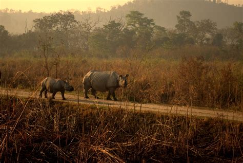 Kaziranga National Park Rhino Assam India – The Northeast India Travel Blog