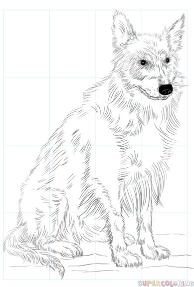 How to draw a border collie | Step by step Drawing tutorials