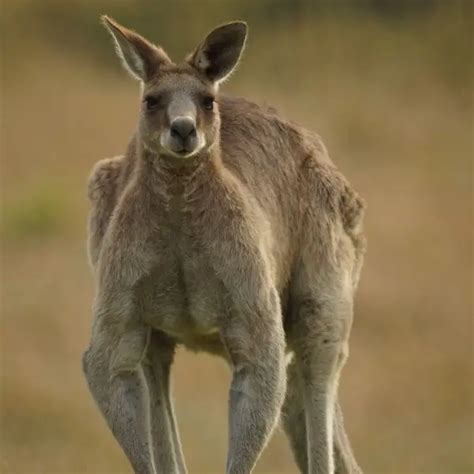 Eastern Grey Kangaroo - Facts, Diet, Habitat & Pictures on Animalia.bio