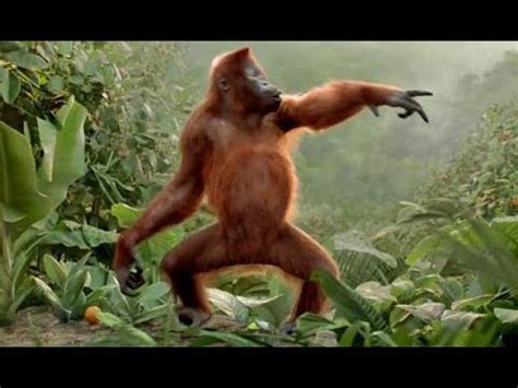 Funny Monkeys Dancing