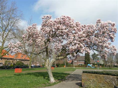 Magnolia Blossom Spring Garden / Beautiful Flowers Park Gardena Stock Image - Image of macro ...