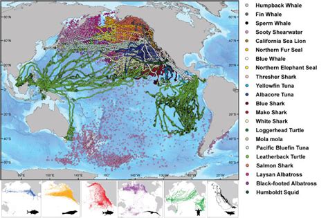 Tag-A-Giant: Landmark study published on Pacific bluefin tuna