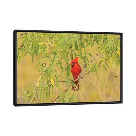 iCanvas "USA, Arizona, Sonoran Desert. Male cardinal in tree. " by Jaynes Gallery Framed - Bed ...