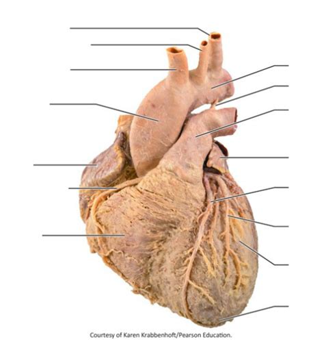 External Anatomy of Human Heart Cadaver Diagram | Quizlet