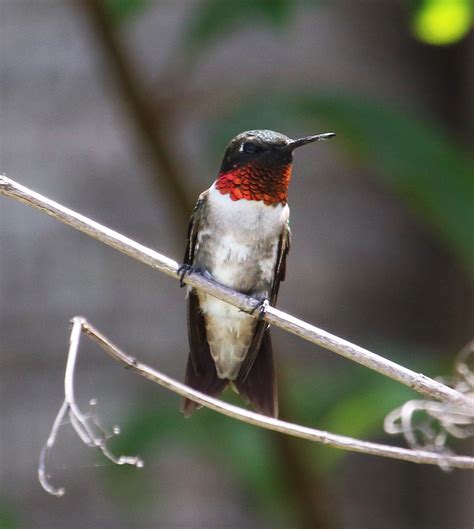 Ruby-throated Hummingbird