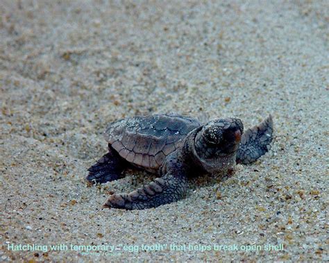 JO Egg tooth - Network for Endangered Sea Turtles