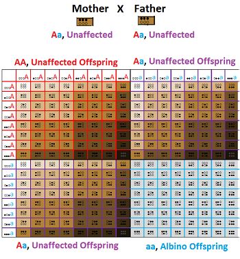 Skin Color Genetics Calculator - Infoupdate.org