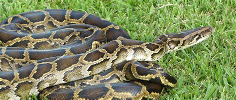 Burmese Python...A Classic Case of How Invasive Species Can Dramatically Alter an Ecosystem ...