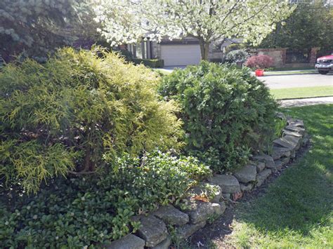 Garden A to Z | Globe arborvitae reduced