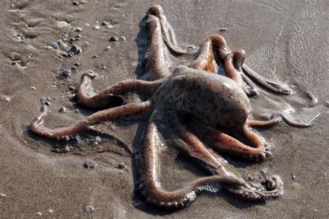 Mysterious Walking Octopuses Appear on Welsh Beach | Live Science