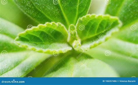 Closeup on a Boldo Leaf: Green Plant Called Boldo Da Terra. Stock Photo - Image of medicine ...