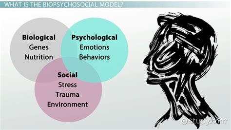 Biopsychosocial Model | Definition & Example - Lesson | Study.com