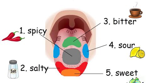 5 Tastes (2)_ tongue map - YouTube