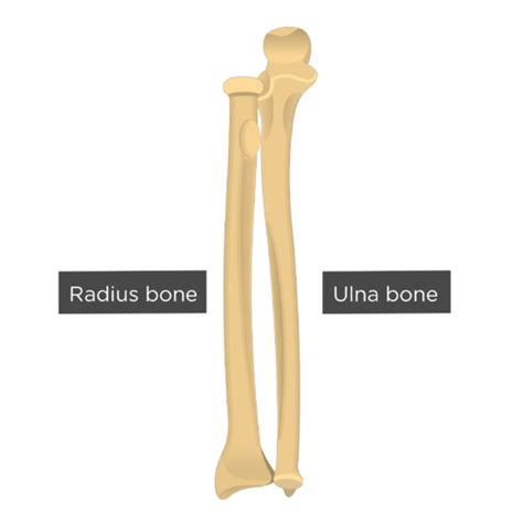 Radius and Ulna Bones Anatomy | GetBodySmart