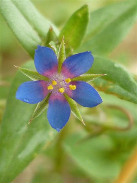 Blue Pimpernel Anagalis arvensis ssp foemina 10 c Cath Shellswell - Back From The Brink